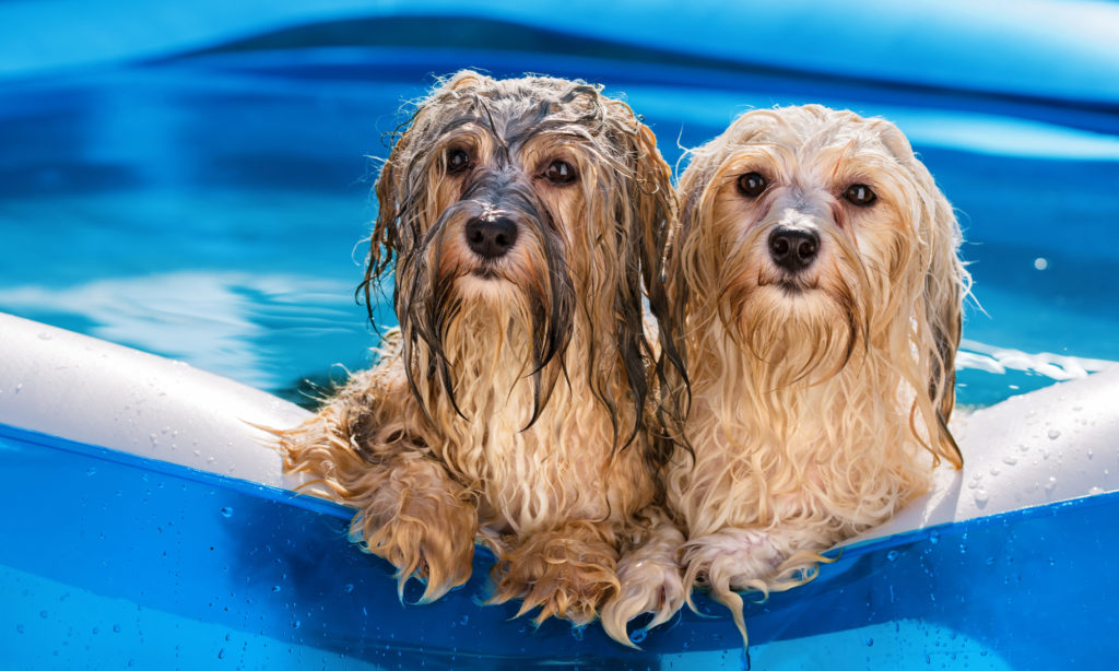 Flusskreuzfahrt mit Hund